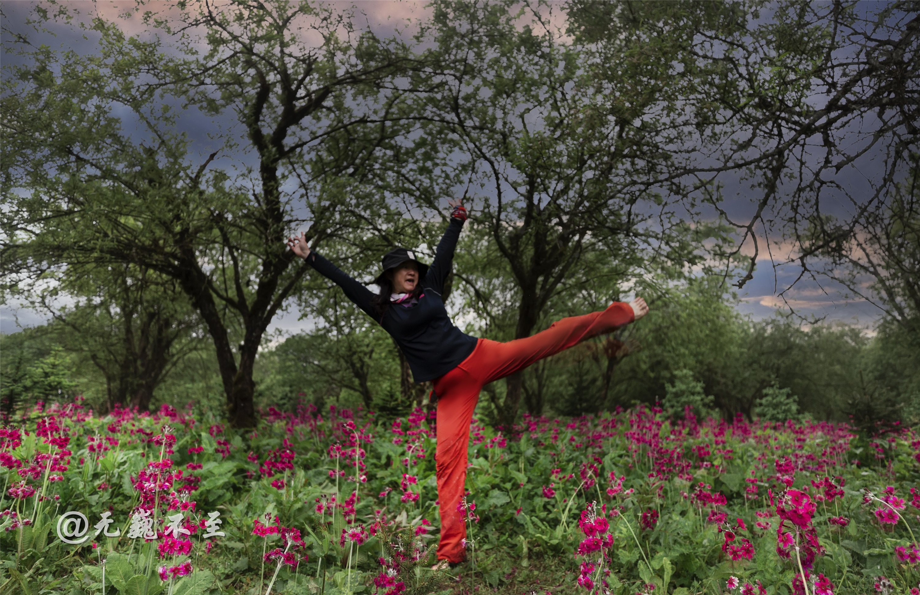 雅安汉源桌子山,粉被灯台报春花开,马卧花丛乐翻天