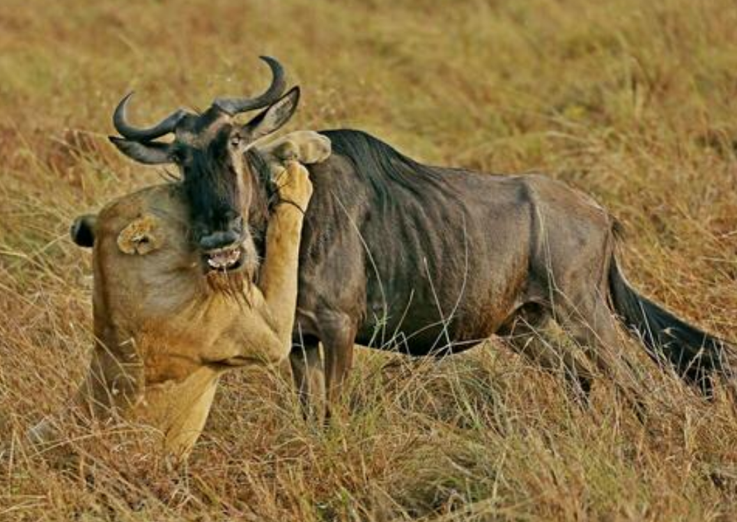 狮子咬住角马,不料角马一个转身,狮子直接被开膛破肚