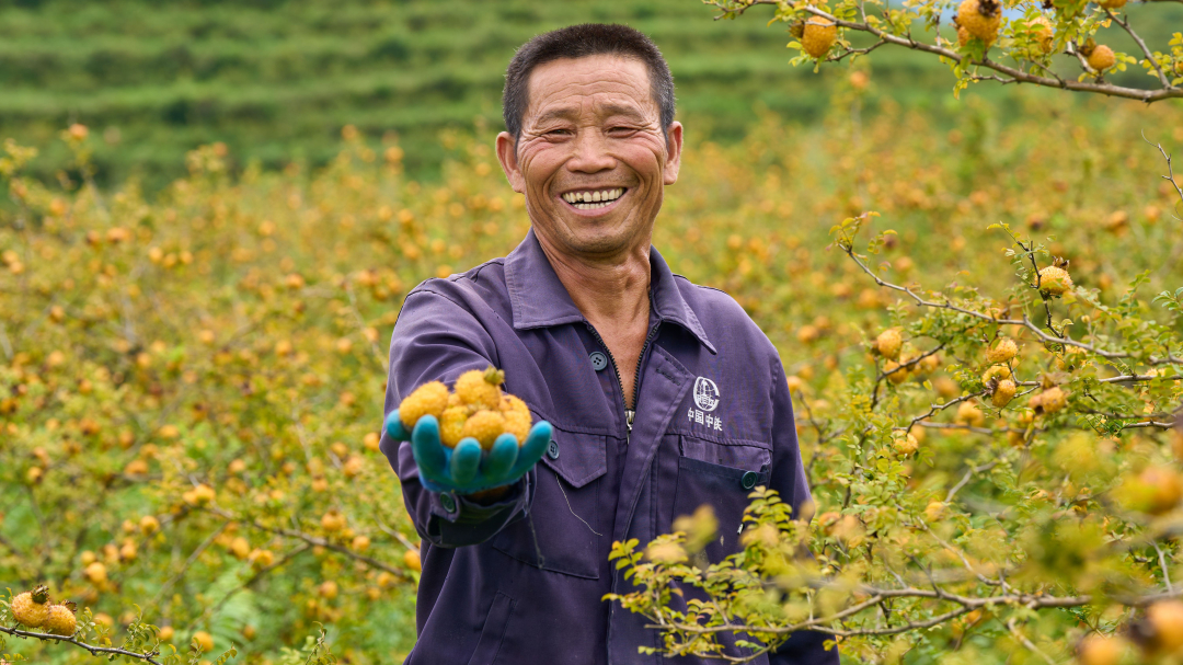 山王果董事长黄训才:优化刺梨收果流程 今年保收10000吨鲜果