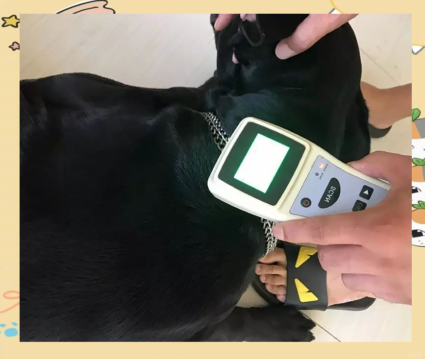 如何为狗狗植入芯片并确保安全