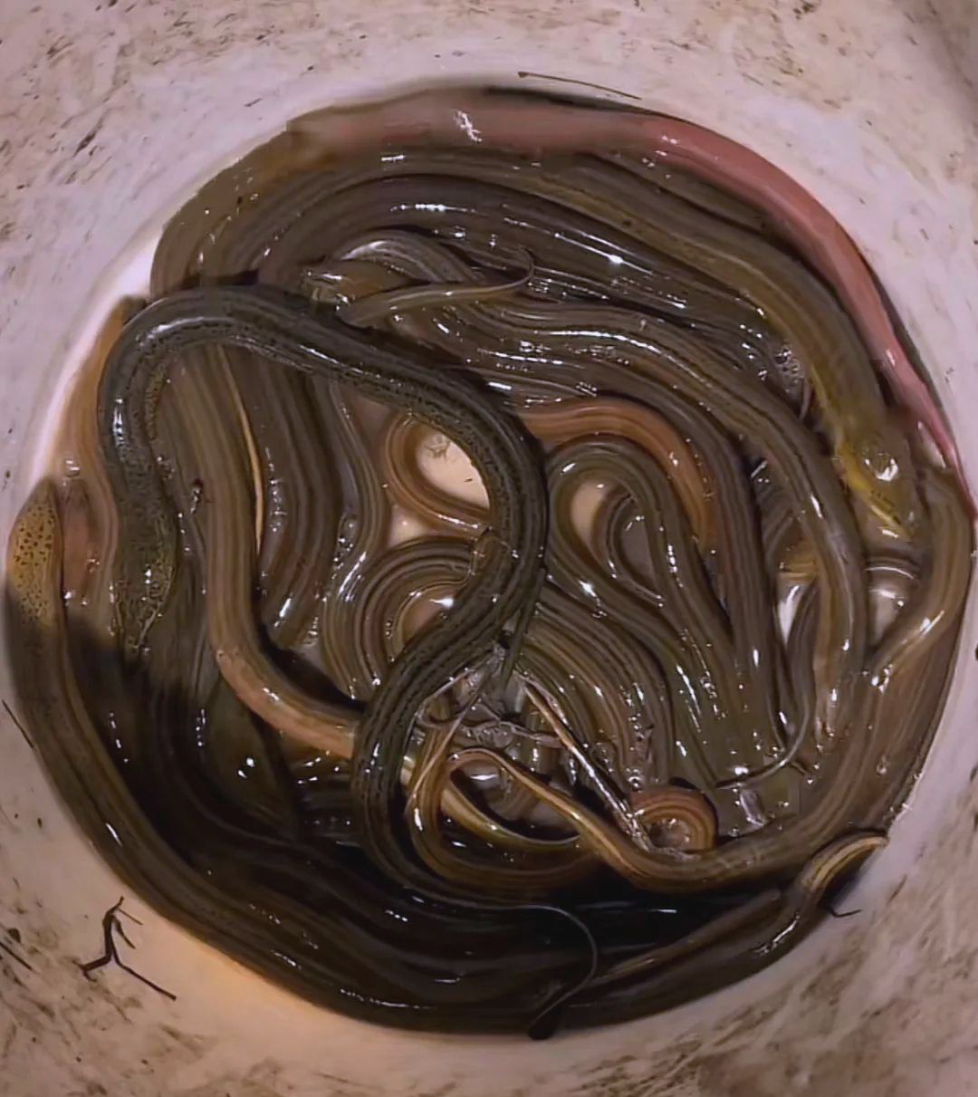 蔡先生深夜抓黄鳝,抖音分享引热议