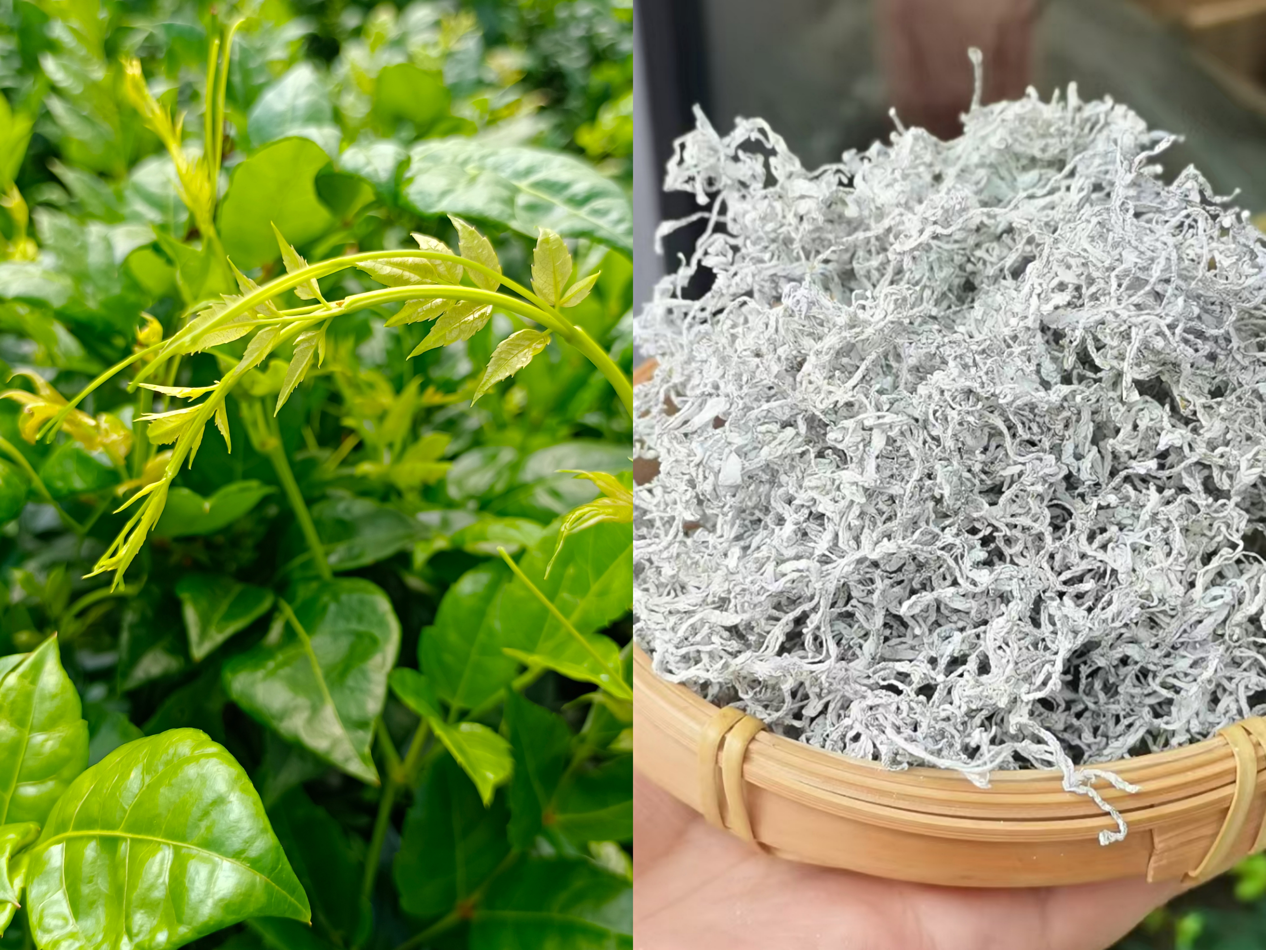 溪黄草是不是藤茶?莓茶(藤茶)与溪黄草的区别