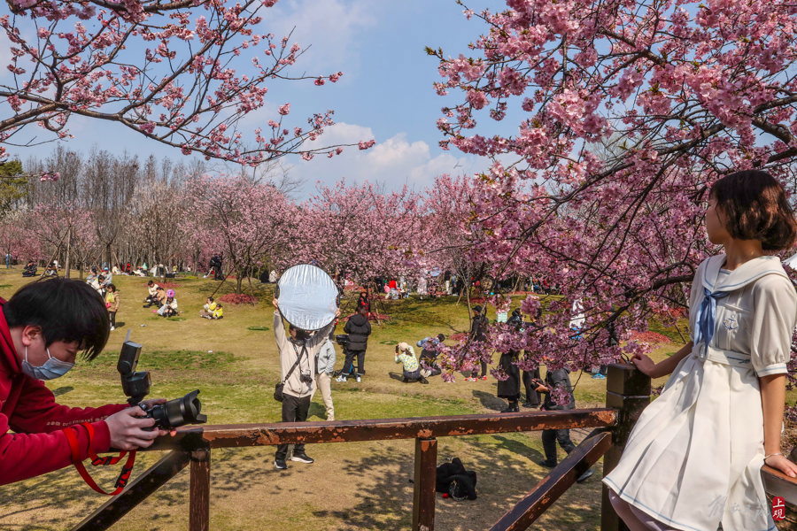 顾村公园里,有人提前为上海樱花节预热