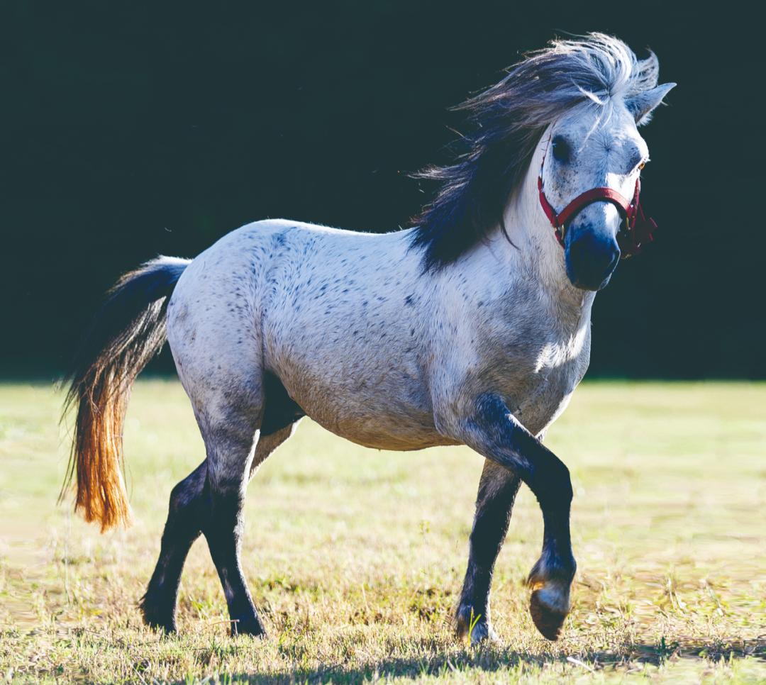 从"汗血宝马"到"六骏图":"高头大马"哪儿来的?