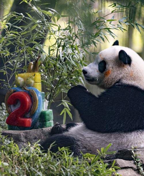 熊猫良滨过了一个高兴的母亲节