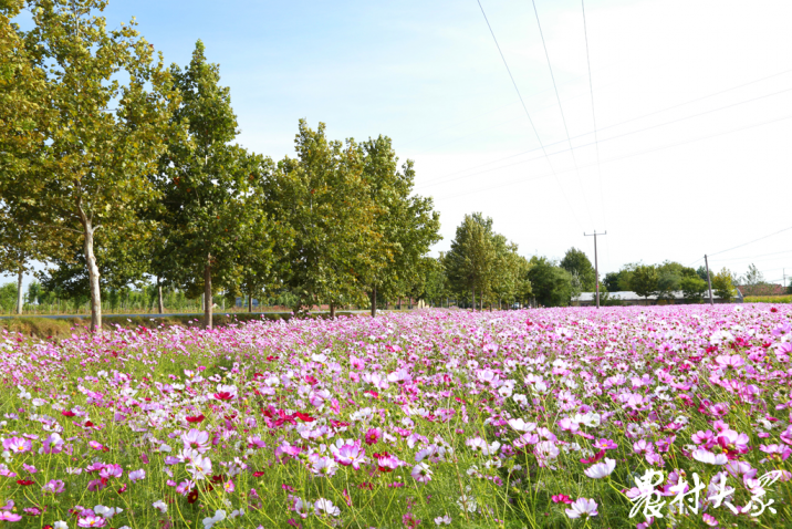 平度市新河镇:整治人居环境,擦亮民生底色