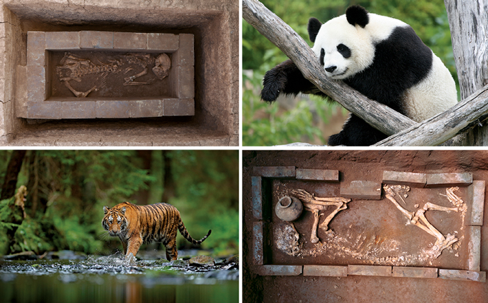 大漢帝國這個地下動物園裡有一隻陪葬了2000年的大熊貓