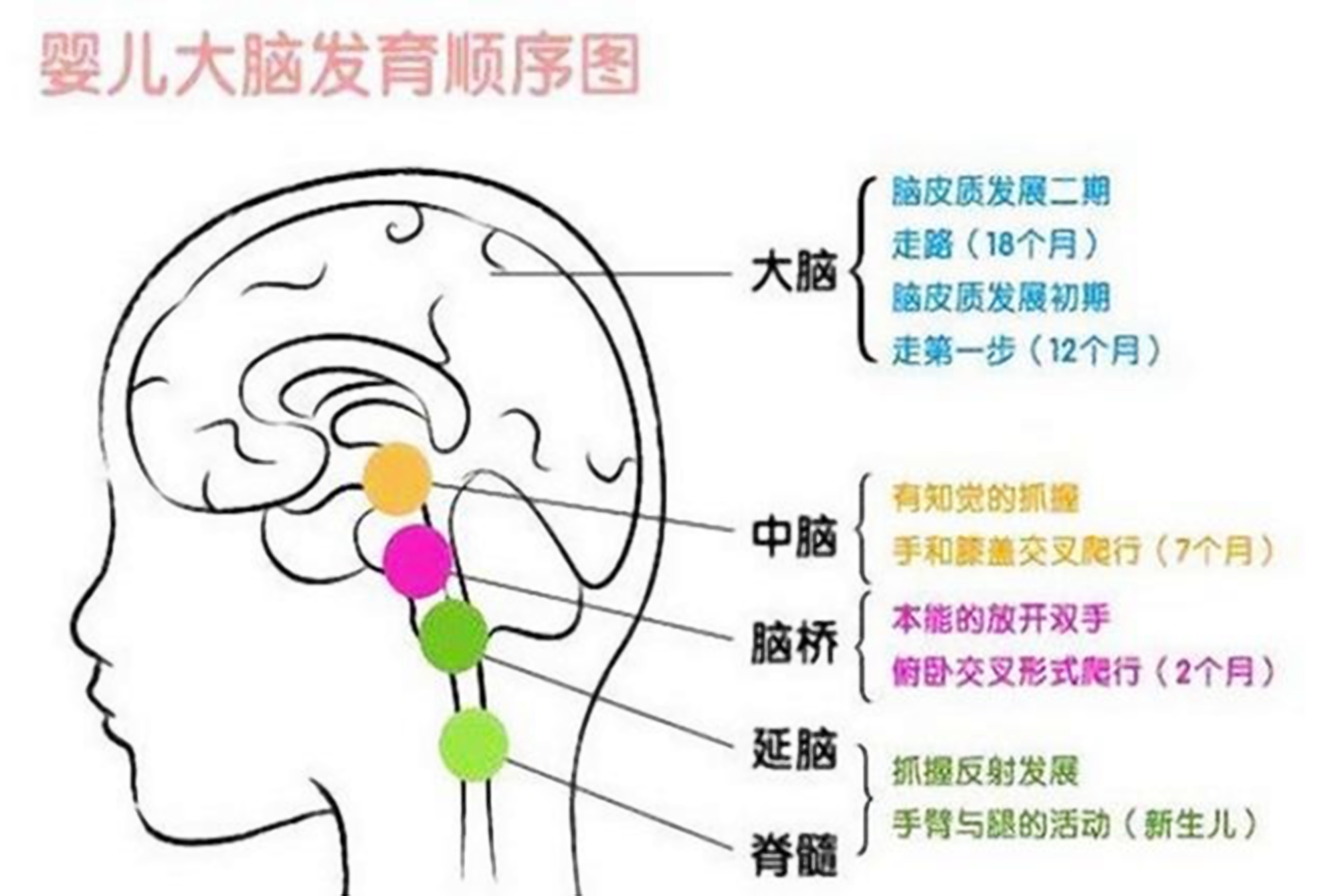 左脑门图片