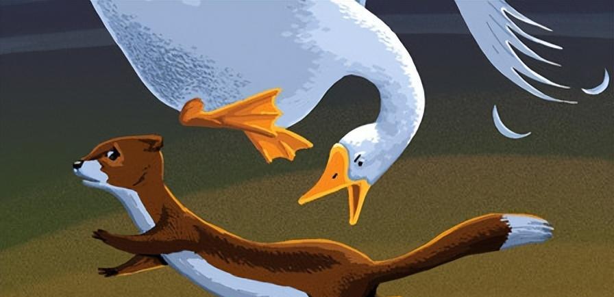 农村老人:"黄大仙"怕大鹅,鹅是黄鼠狼天敌?还是一物降一物?