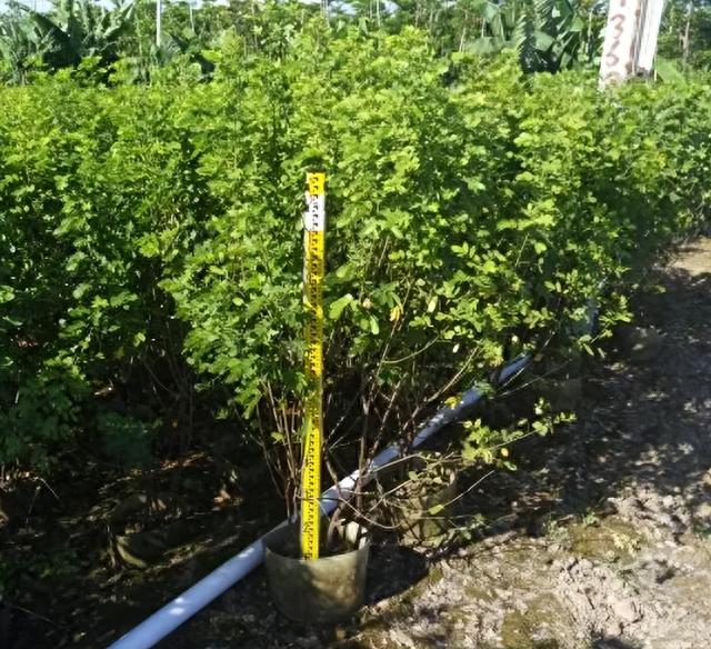 伞房决明种子能发芽吗