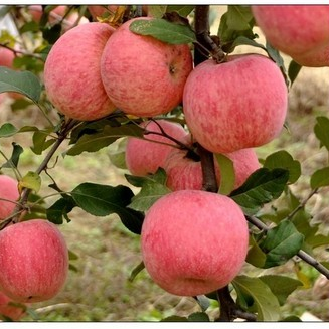 消费促发展|来自北纬37度的洛川苹果