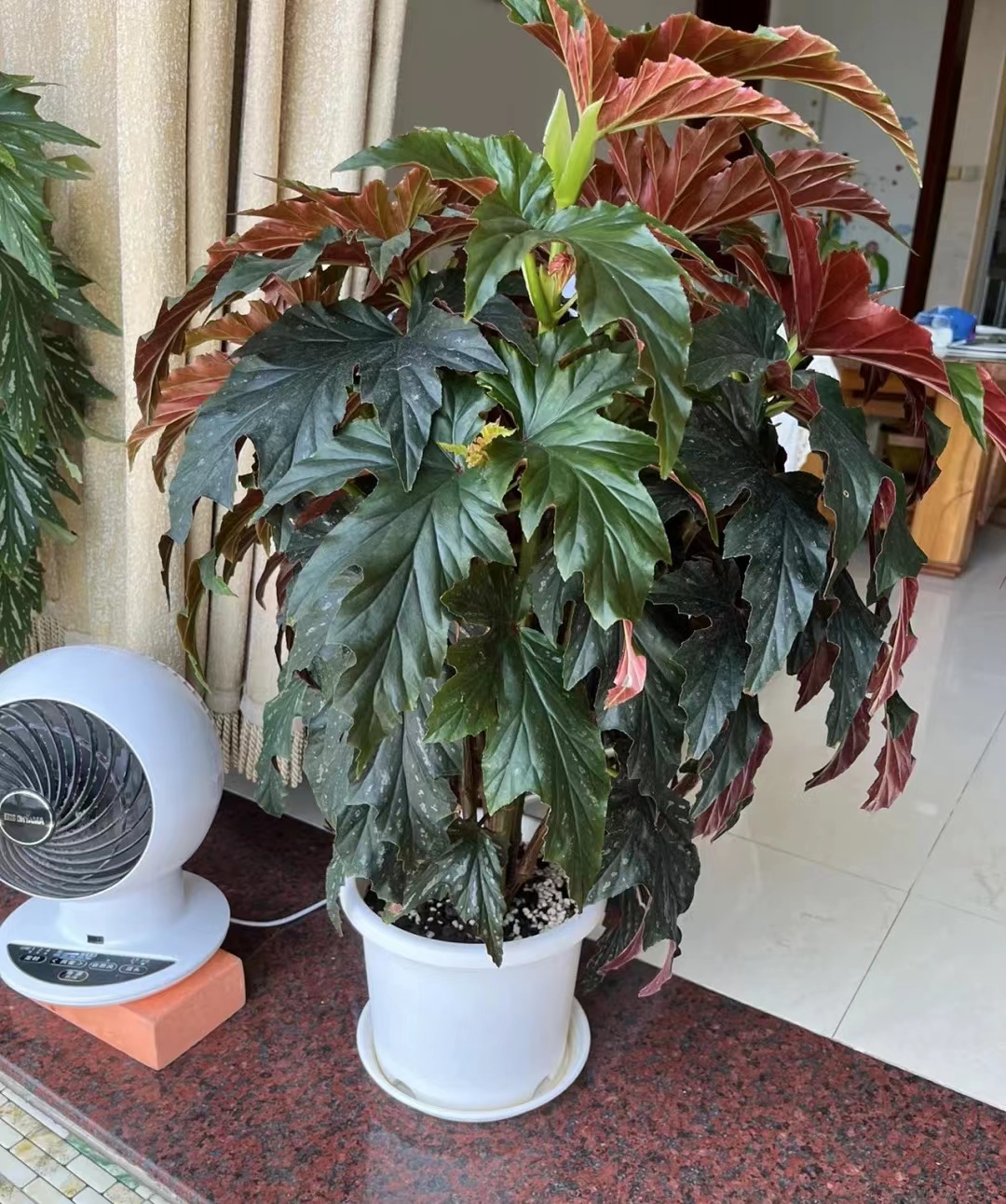 室内绿植"新宠儿"—苏菲秋海棠,耐阴好养,花叶俱美,超爱开花