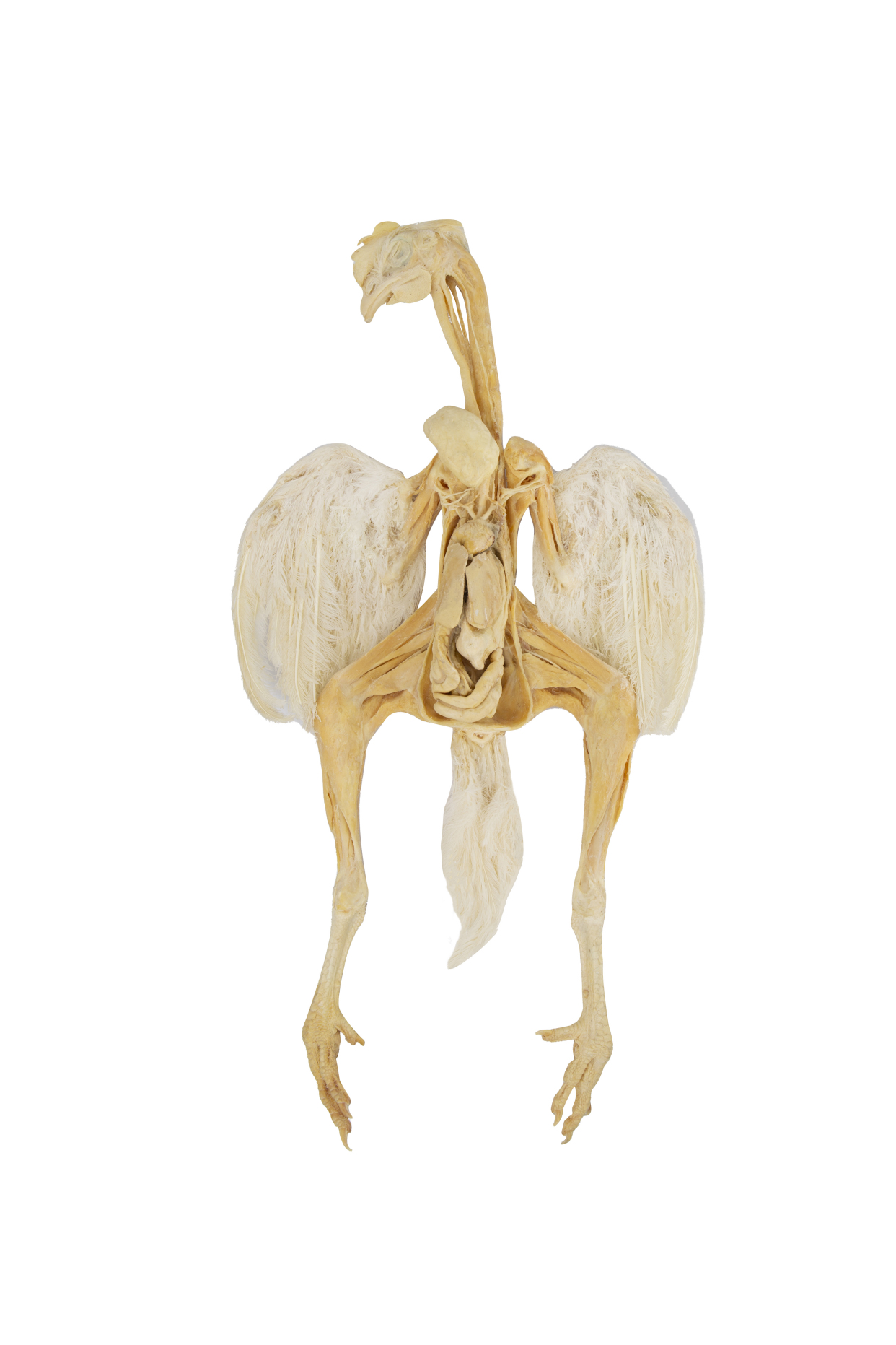 动物塑化标本的作用