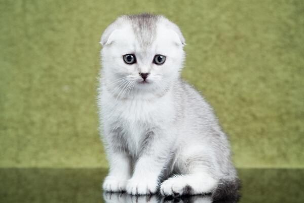 粘人指数:★★★★★一,起源苏格兰折耳猫,又名苏格兰弯耳猫