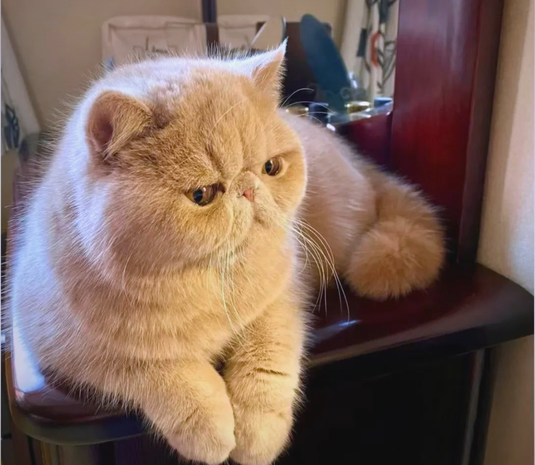 探索加菲猫的魅力:外貌,性格与优缺点解析