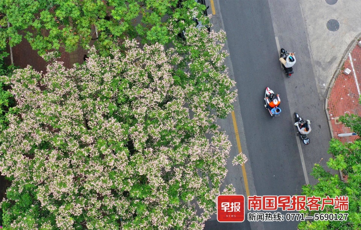 拍照指路!儀花進入盛花期,淡村路,桂雅路都有