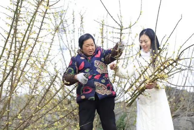 寻找巴渝乡村振兴榜样|插花师邓纪会:花艺赋能静观蜡梅香飘全国