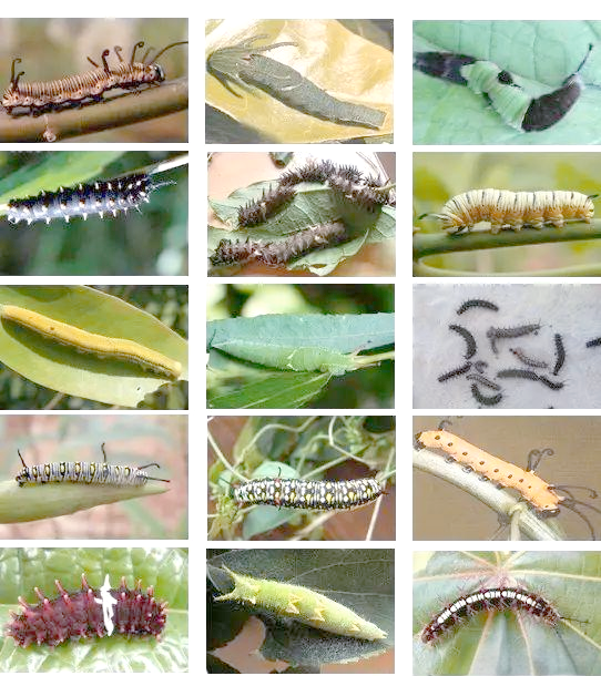 蝴蝶的幼虫:自然生存的奇妙世界