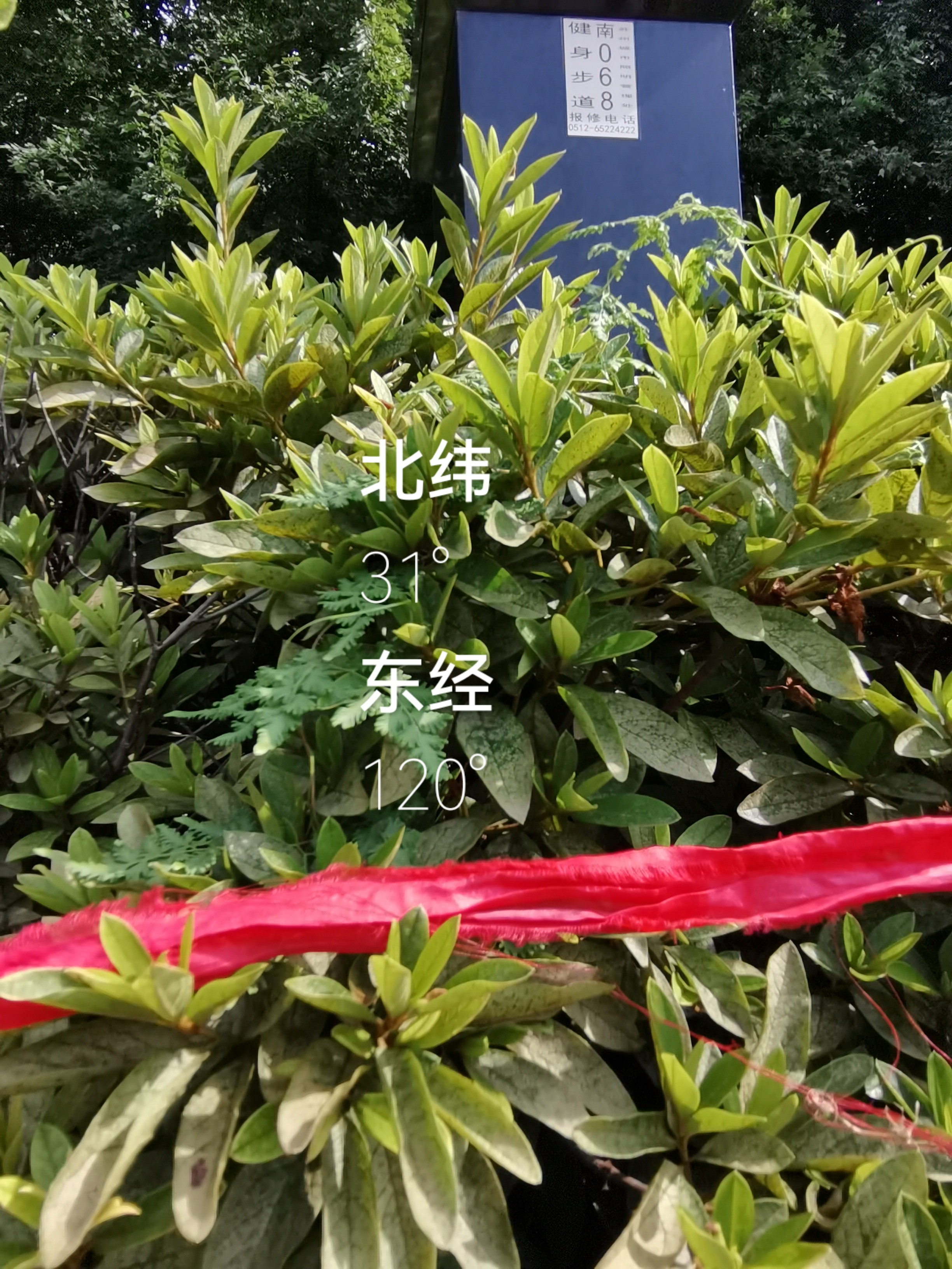 六朝云都金陵地,一江水去春秋意——海金沙