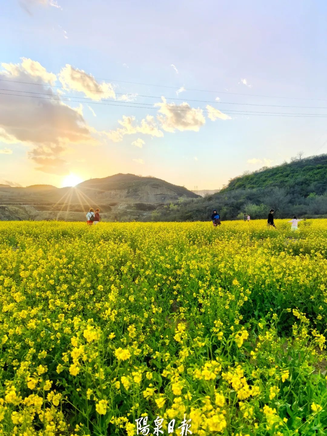油菜花开阳泉邀你入画来