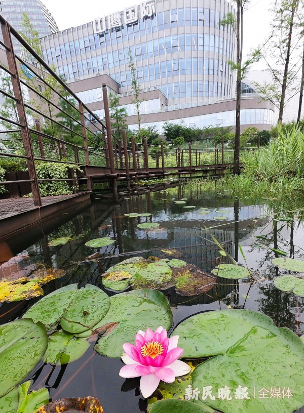 杨浦滨江雨水花园