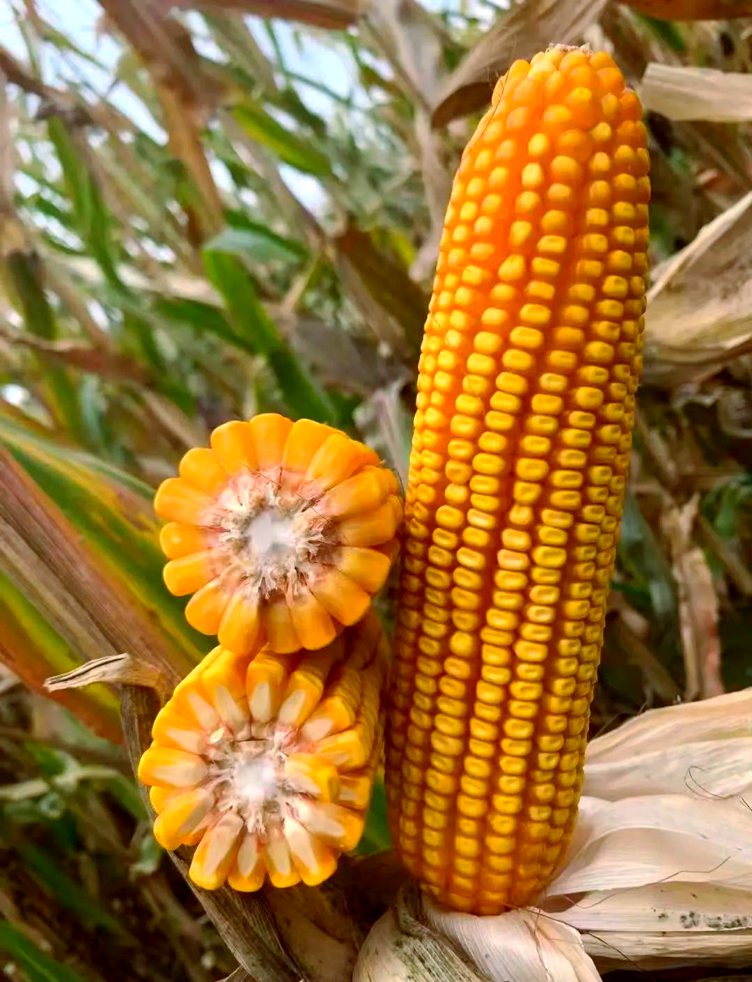 东北大区迪卡玉米品种概览