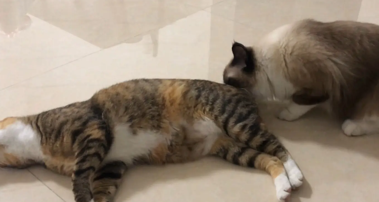 布偶和狸花猫配出来的猫