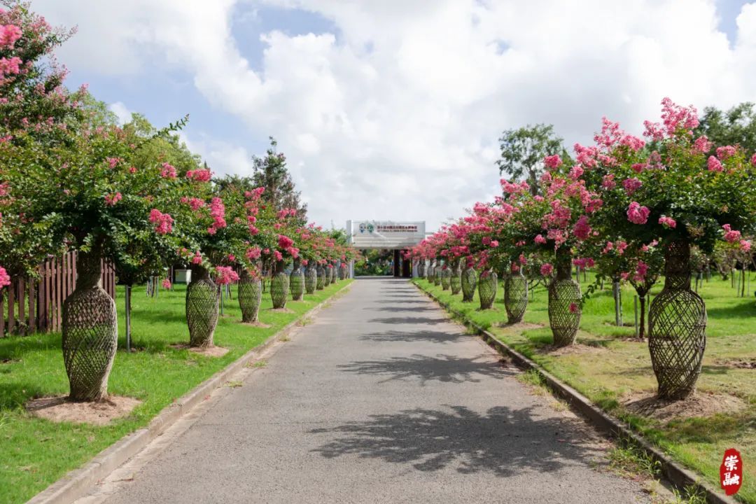 【分享】有千年树龄的,还有花瓶造型的.这些紫薇正值花期