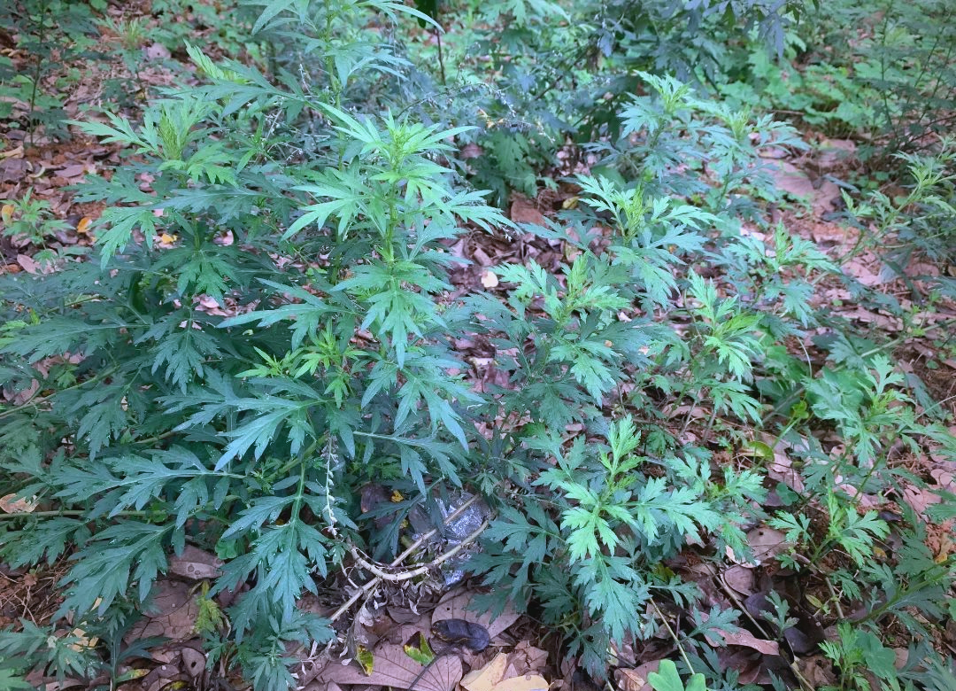 五月艾与艾草的区别及五月艾的多重功效