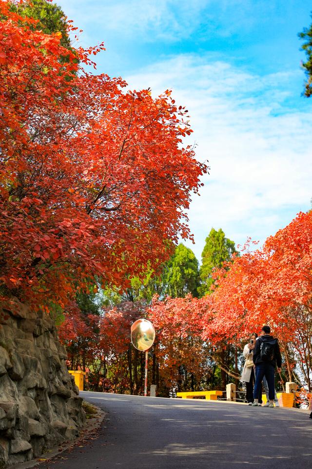 最新实拍!深秋济南红叶谷景美如画,尽享秋日静好时光