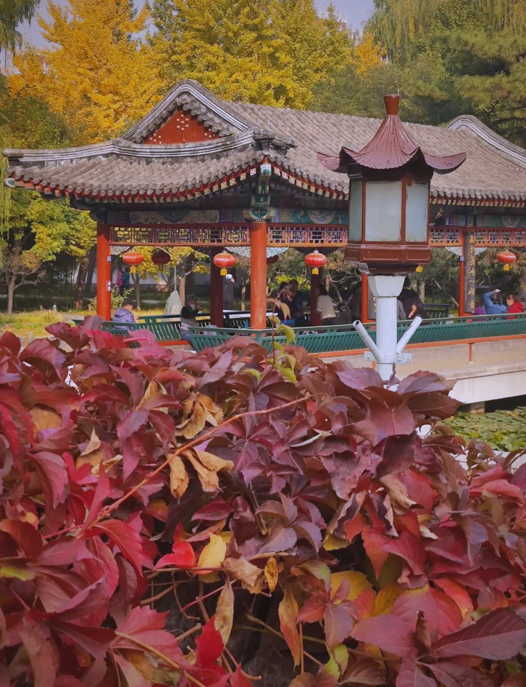 北京大观园的秋色:古典园林与自然的交融