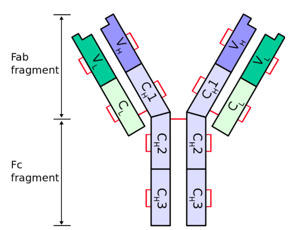 抗体的重链和轻链的区别?
