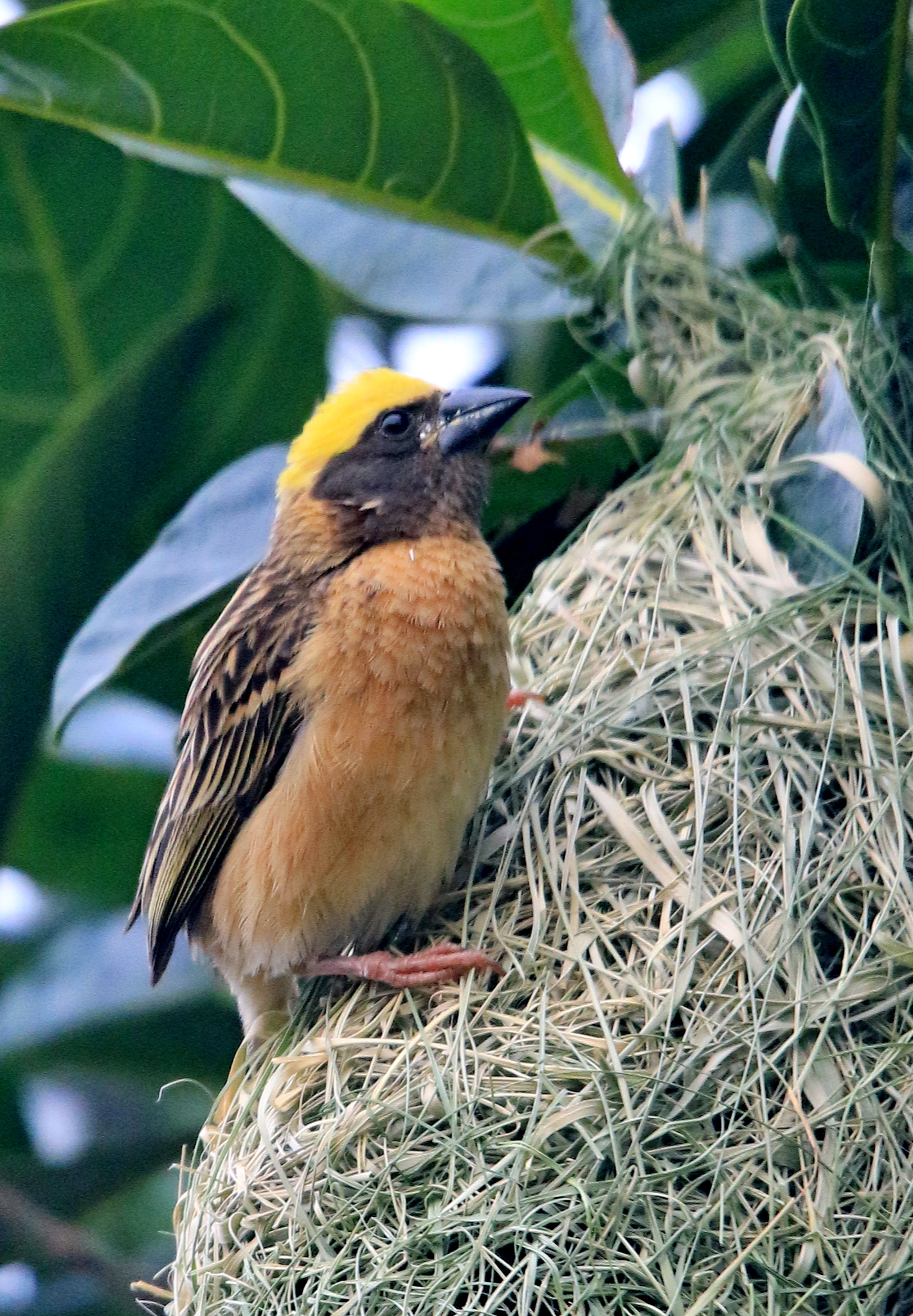云南孟连:"最美纺织工"黄胸织布鸟筑巢忙