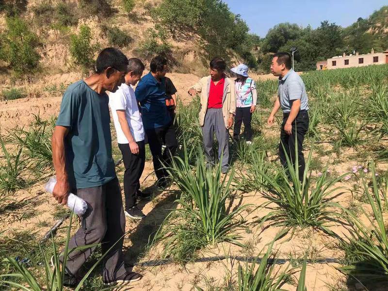 绥德县:县镇村 行业部门联动抓抗旱