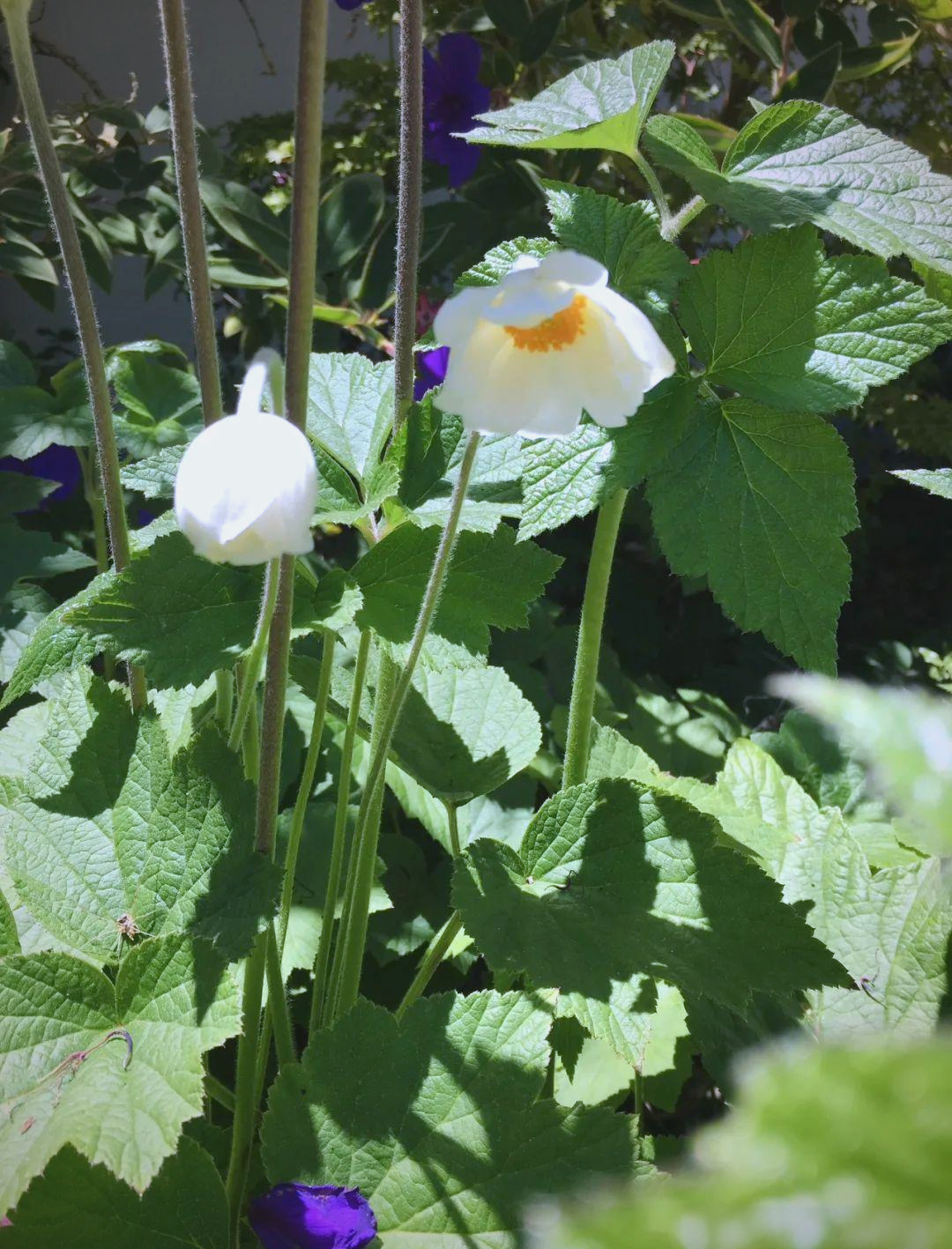 「亚洲植物探秘」