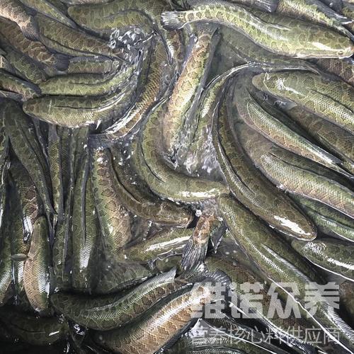 黑鱼喂什么给它吃,一种黑鱼饲料自配方大全