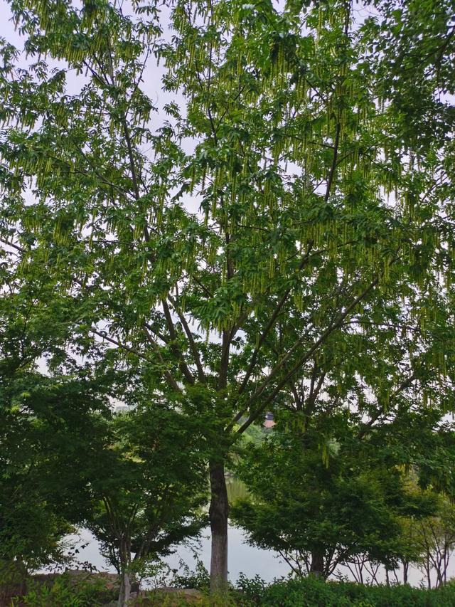 枫杨树的种植要求