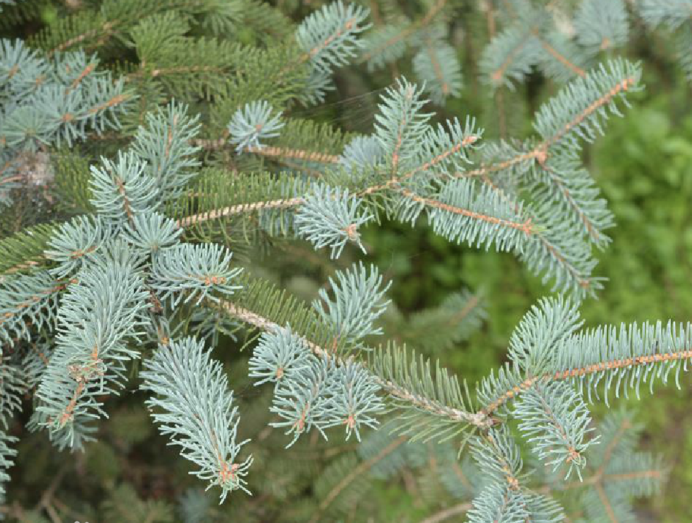 中国特有的云杉属——白扦