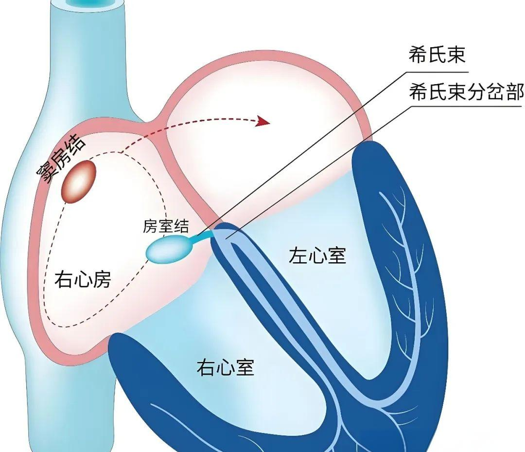 许多人一听到心脏出现问题,便陷入极度恐慌,这反而影响了他们的身心