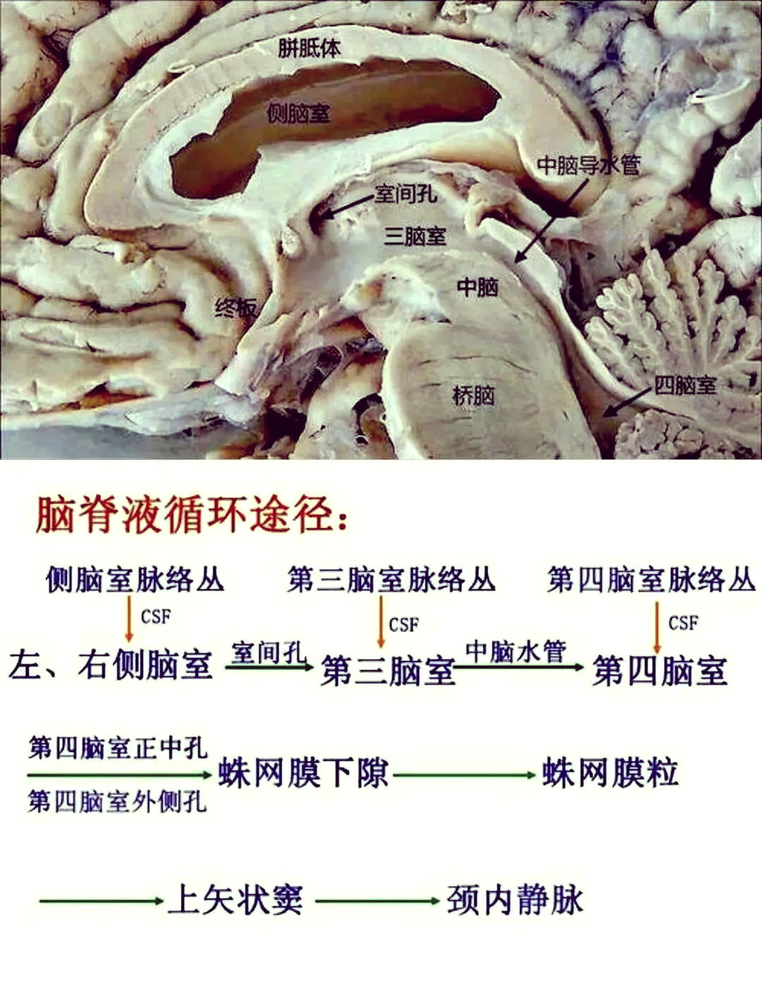 脑脊液循环揭秘:中枢神经系统的守护者