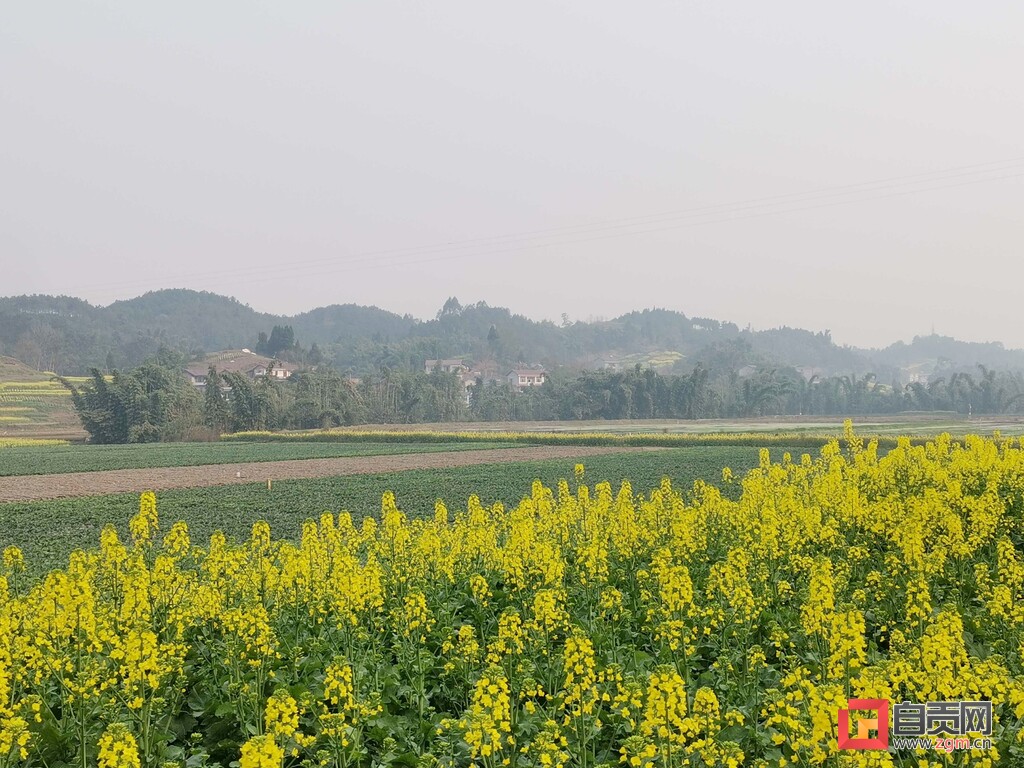 富顺兜山镇百里冲现代农业年产值达6000万元