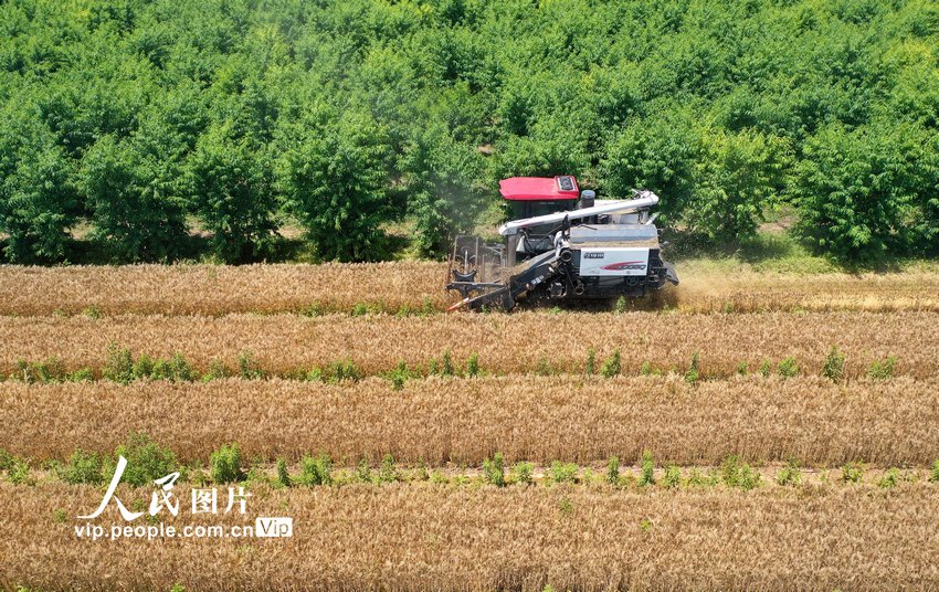 山西永济:抢收小麦