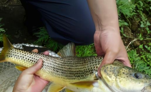 四川钓友金沙江钓获罕见花斑鲤鱼,形似狗鱼食肉,据传绝迹多年
