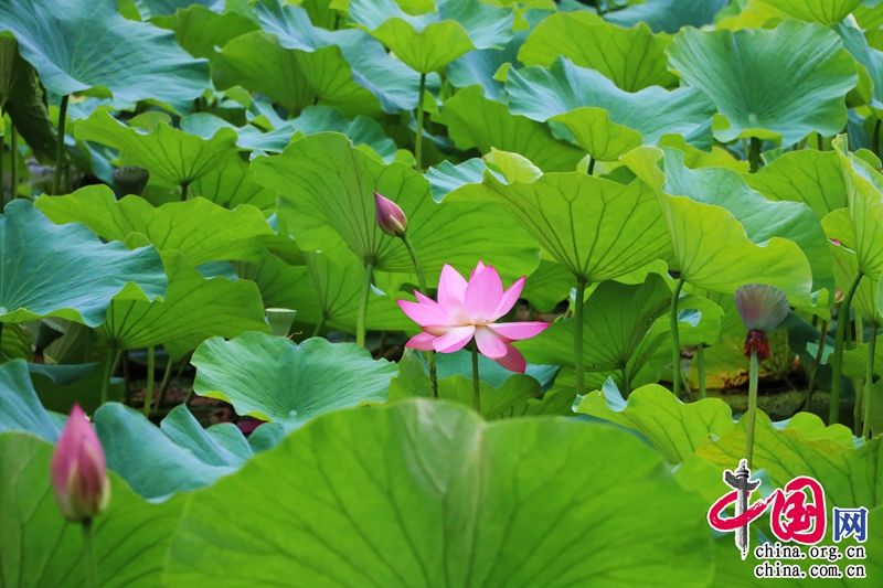 lotus blossoms in cuihu park in yunnan province