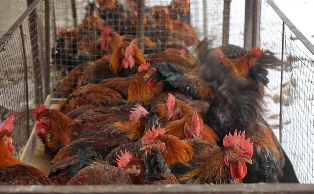 农村土鸡价格暴跌的真相揭秘