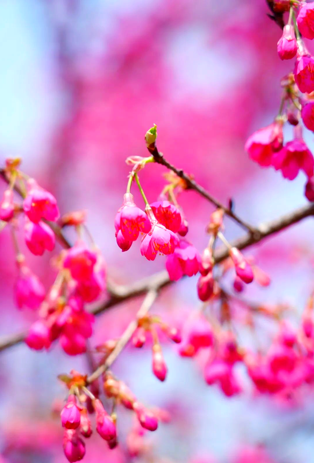 寒绯樱:春天里最早开放的红色樱花