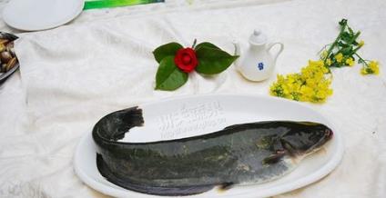 印度鲇鱼有多大?名为坦克的鲇鱼让人胆寒!曾甚至想出口到我国