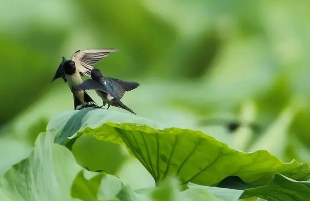 万木葱茏迎仲夏;千花烂漫灿端阳.《今日对联》第248期(余君君出句)