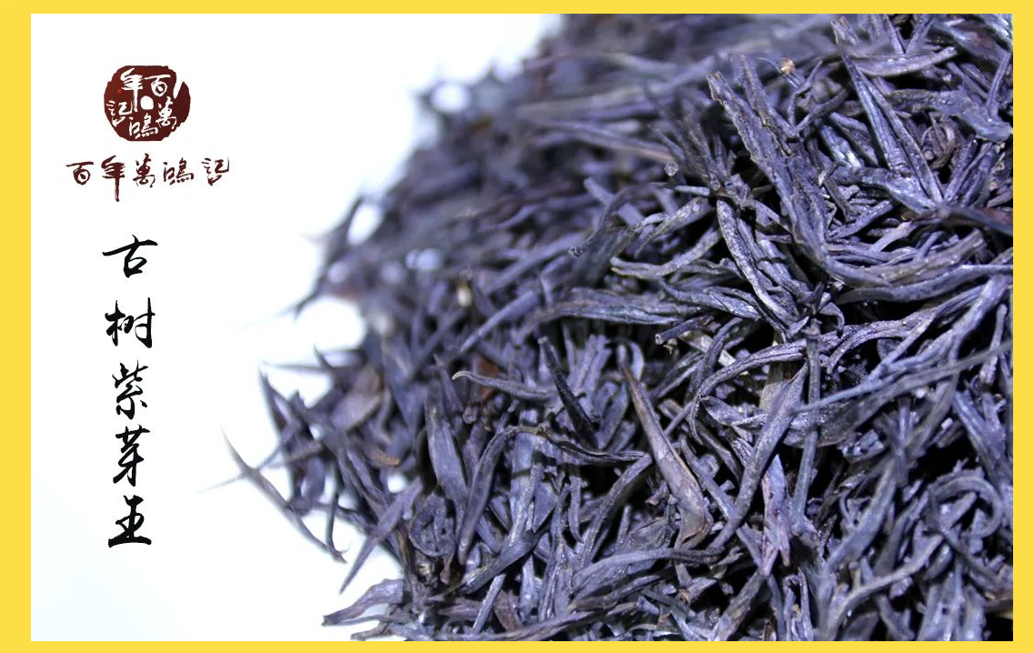 紫芽茶:从云南荒野到茶界贵族的百年蜕变