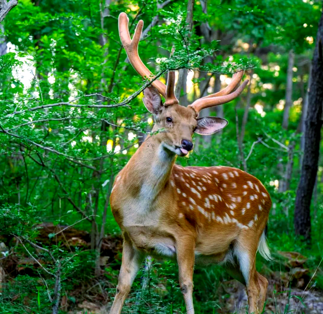 性别特征梅花鹿,作为麋鹿家族中的一员,体型相对较小.其皮毛颜色多